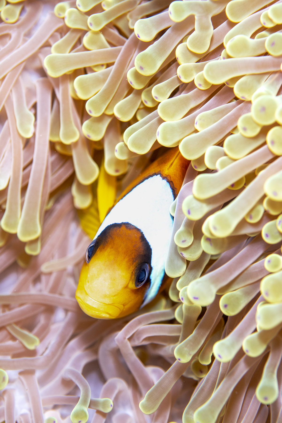 Underwater Photography Exhibition