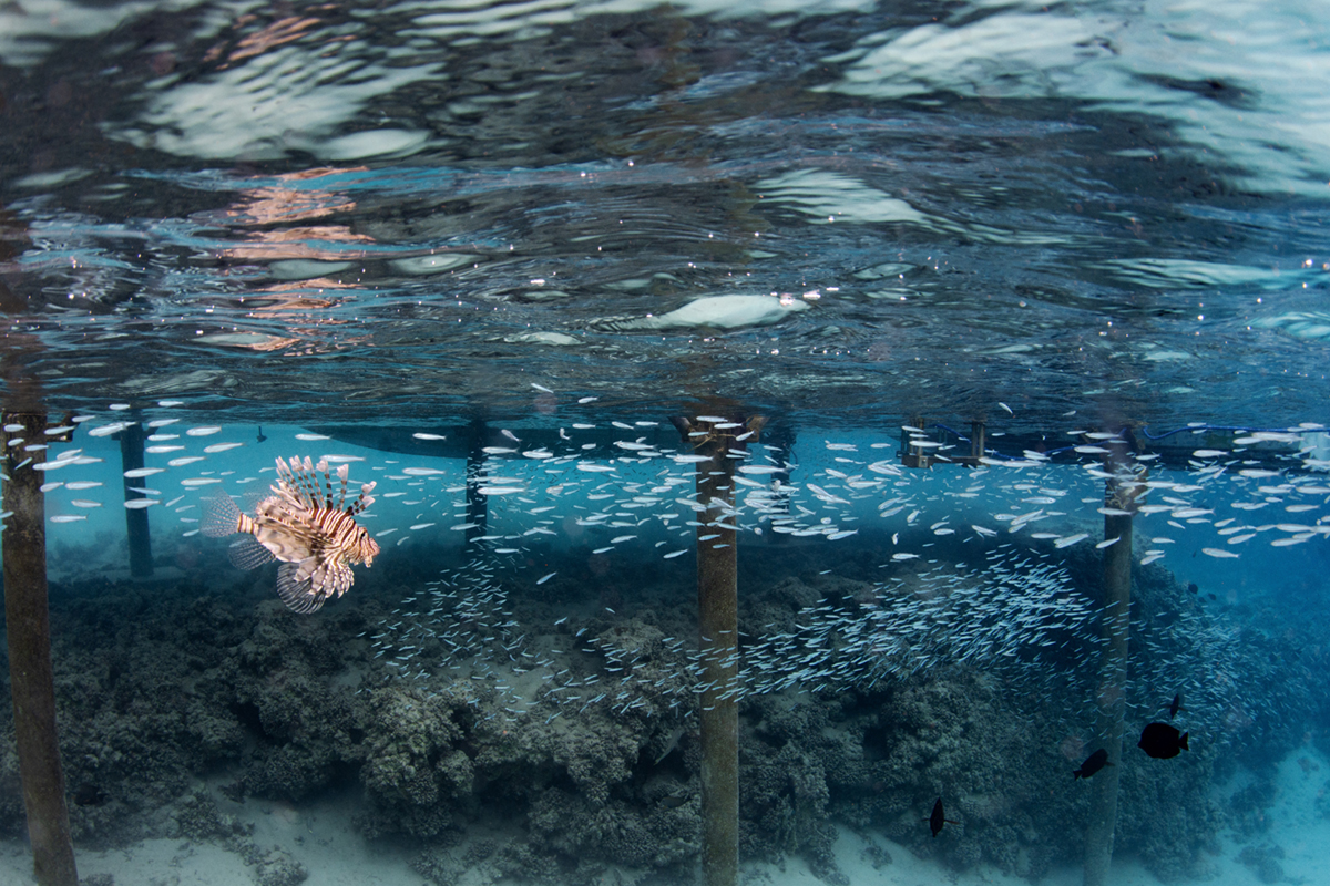 Underwater Photography Exhibition