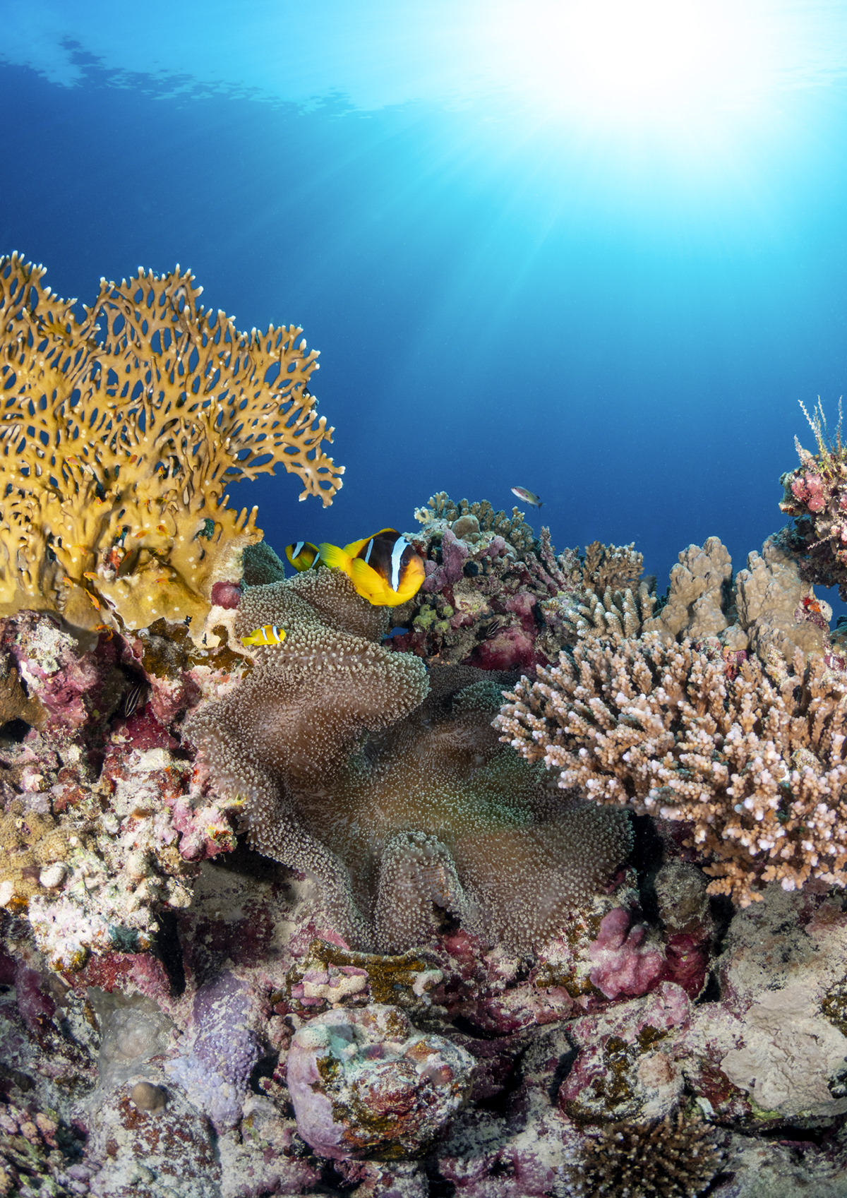 Underwater Photography Exhibition