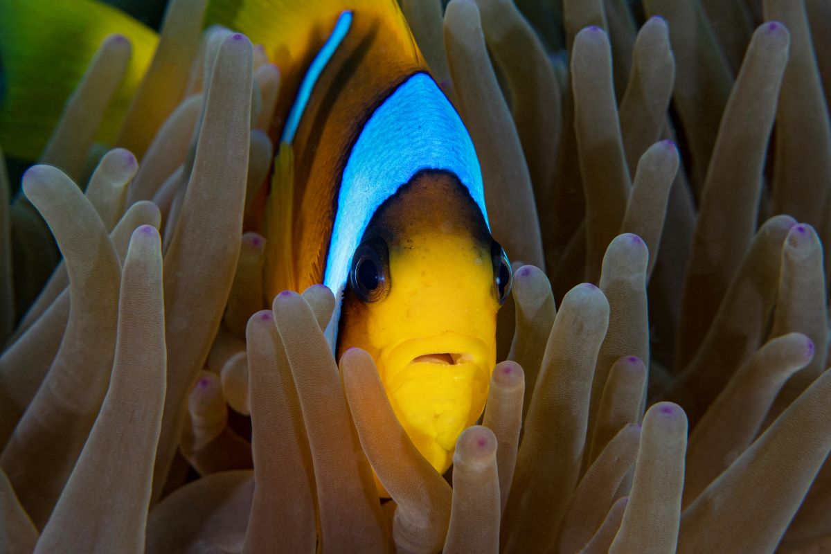 marsa alam