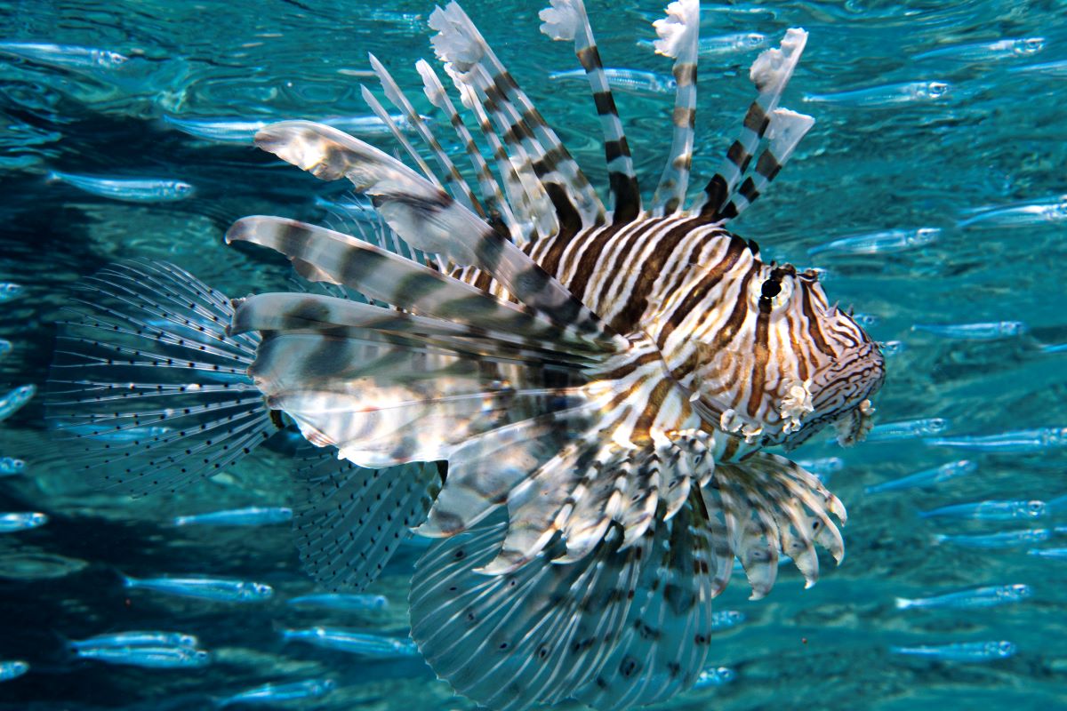 marsa alam