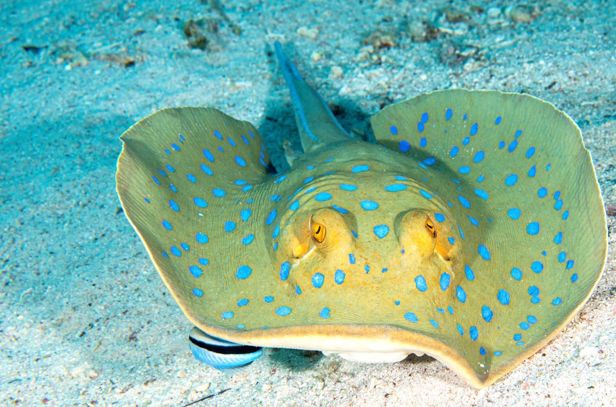 marsa alam