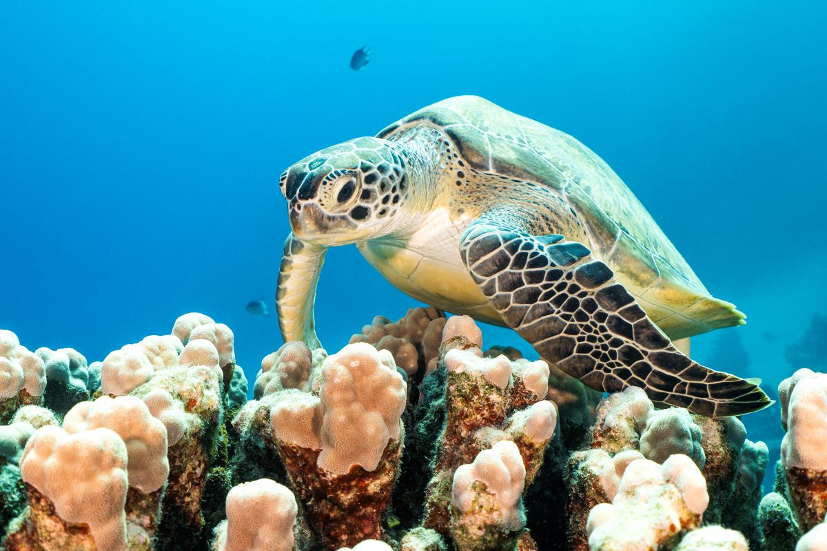 marsa alam