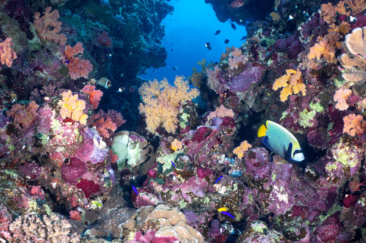 marsa alam