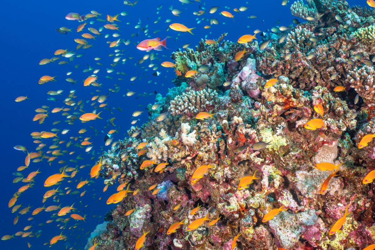 marsa alam