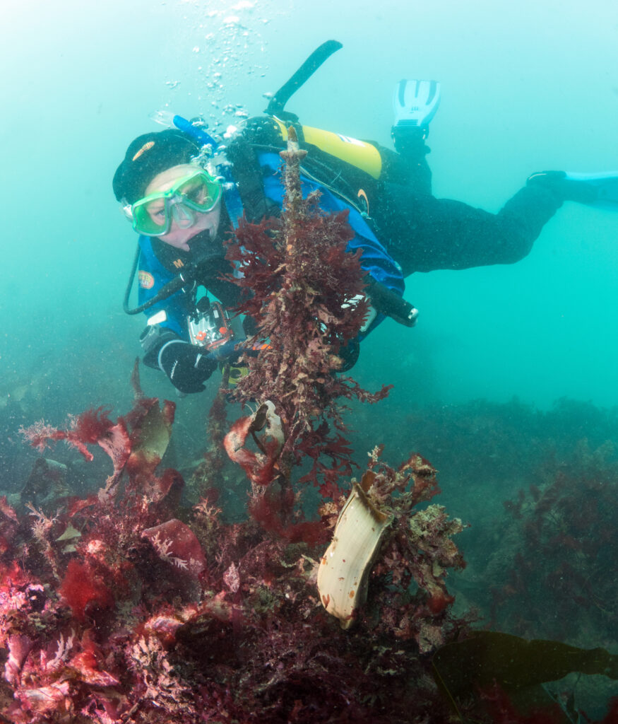 Underwater Great Eggcase Hunt