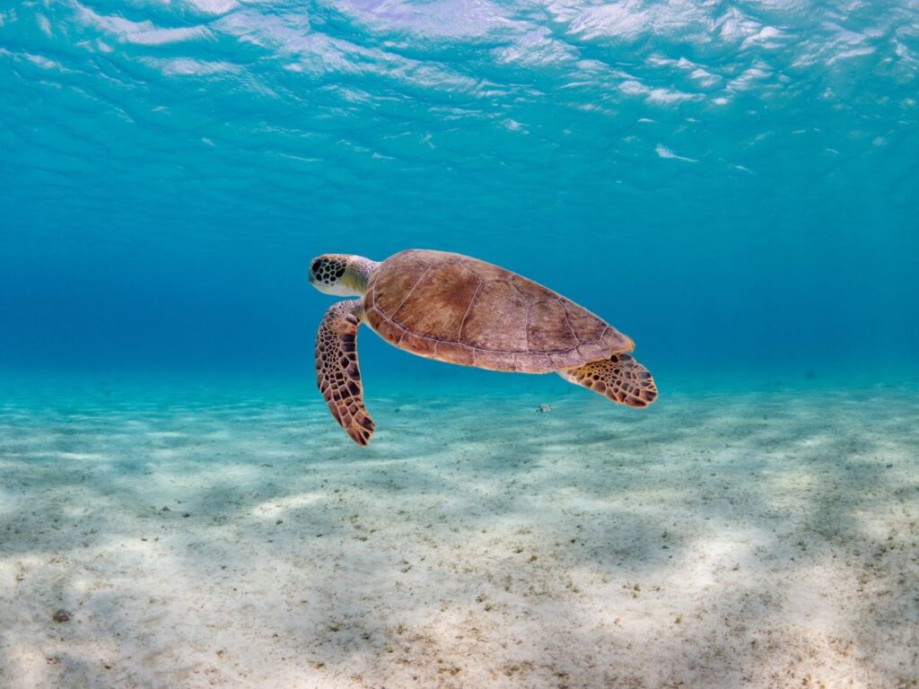 Buddy Dive Resort Bonaire