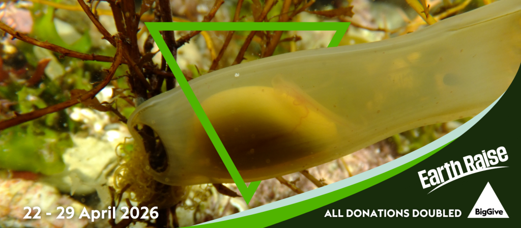 Double your impact for the Great Eggcase Hunt
