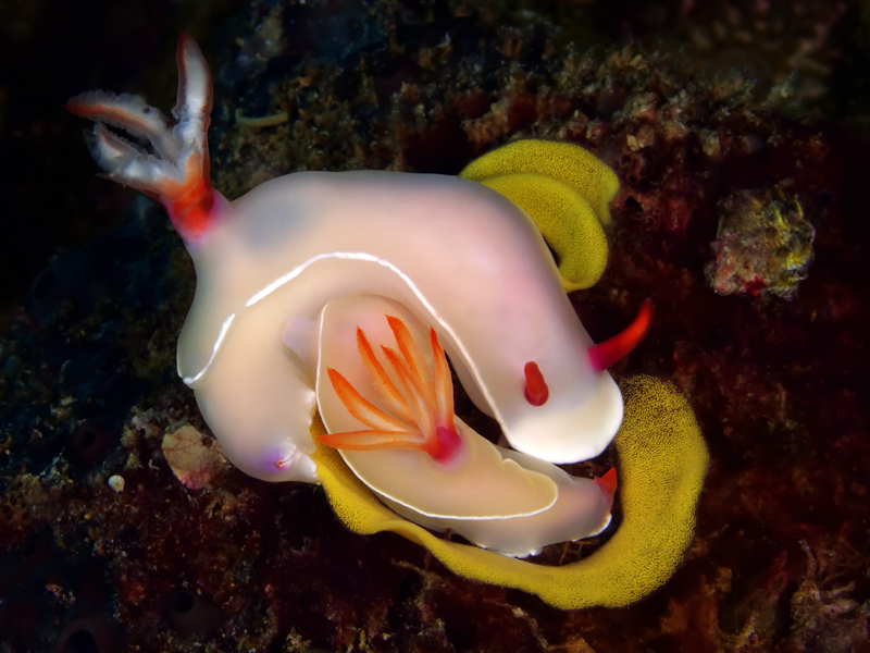 Anilao
