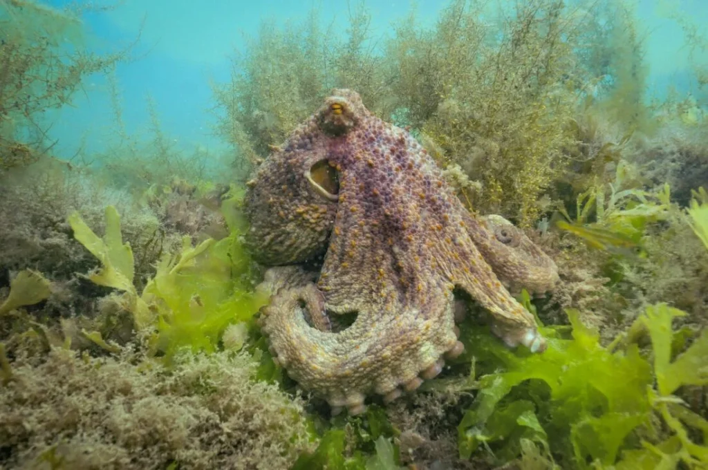 octopus
