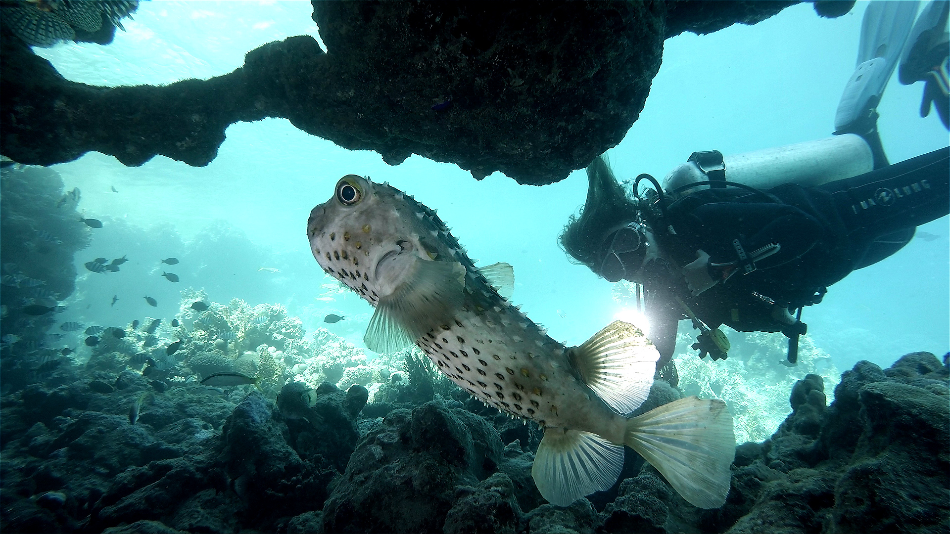 Underwater Video