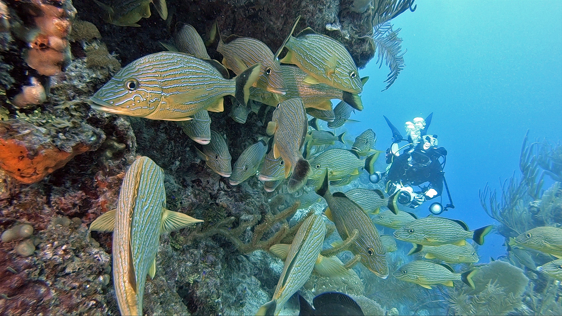 Underwater Video