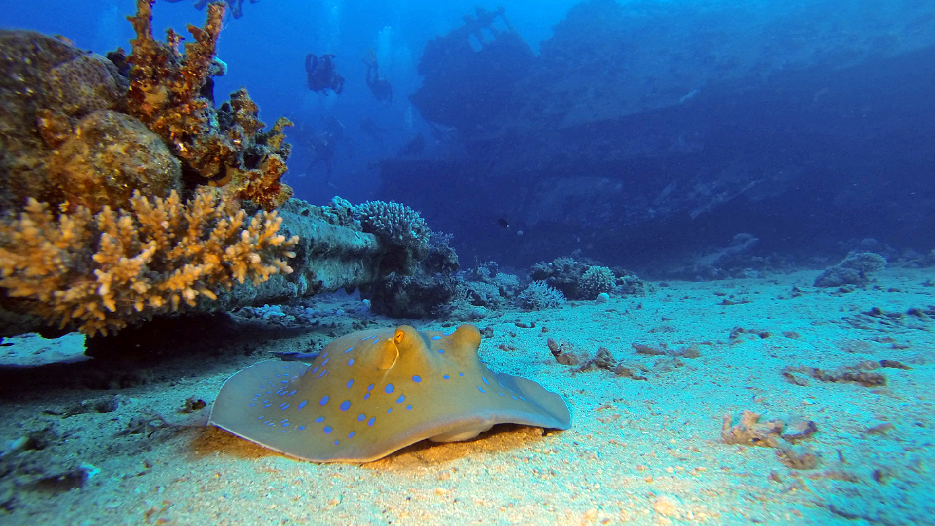Underwater Video