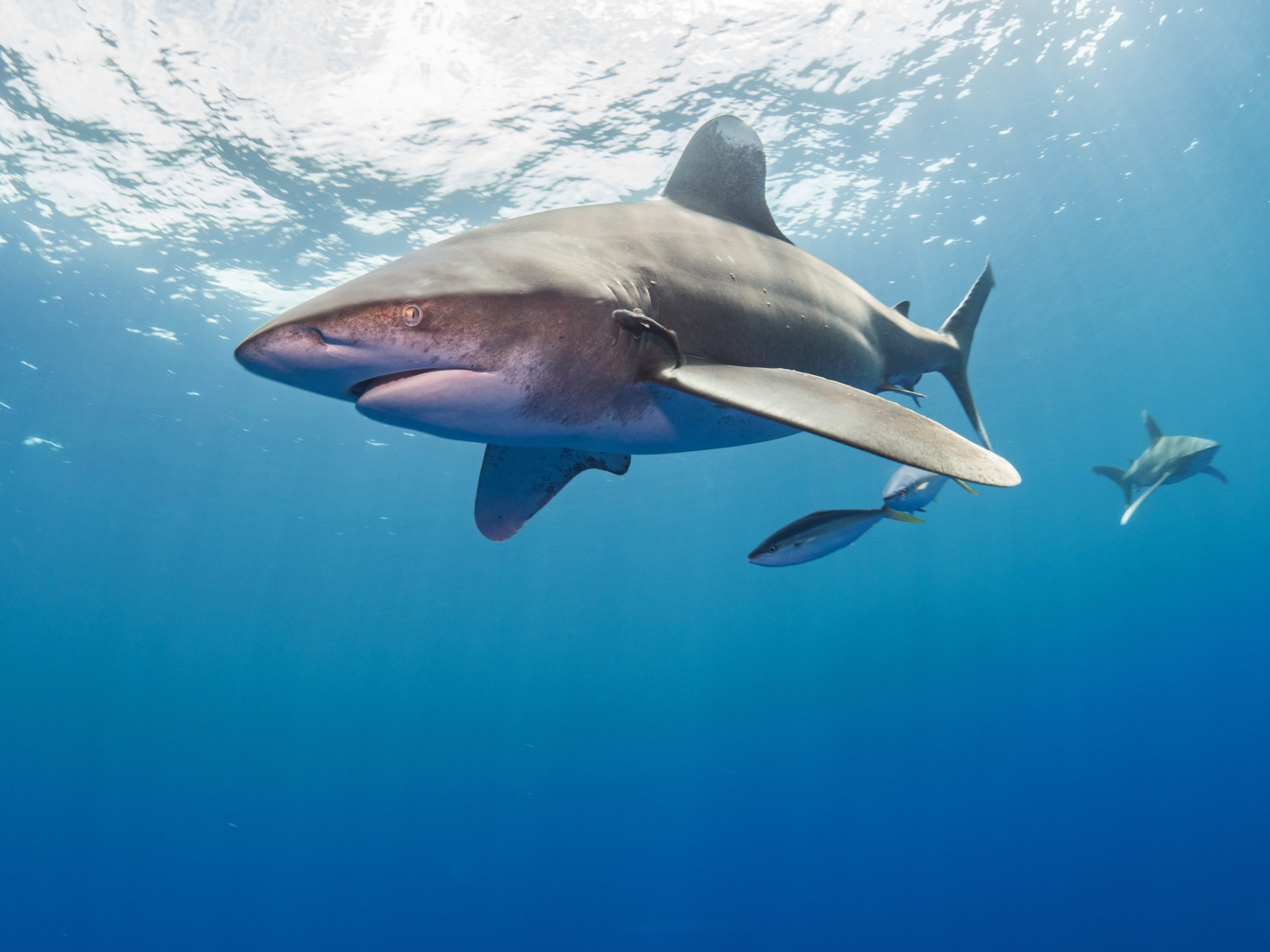 Oceanic Whitetip Shark