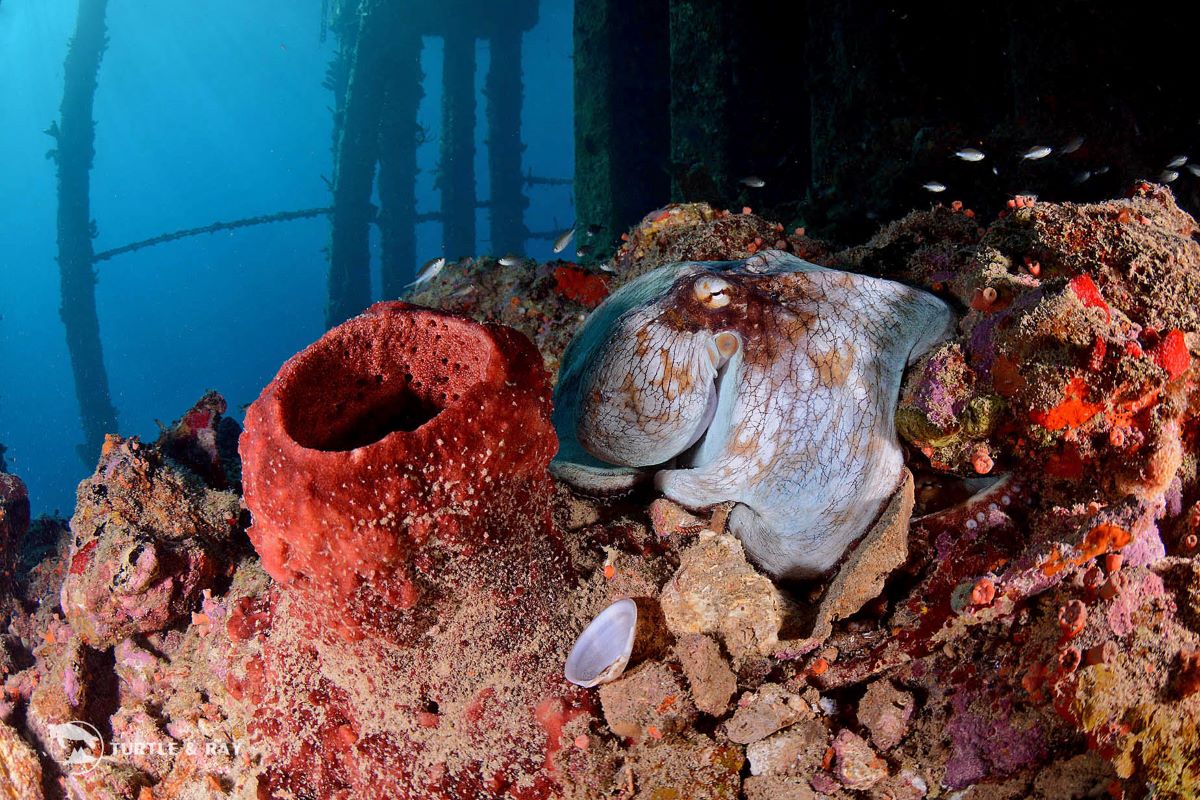 Curacao