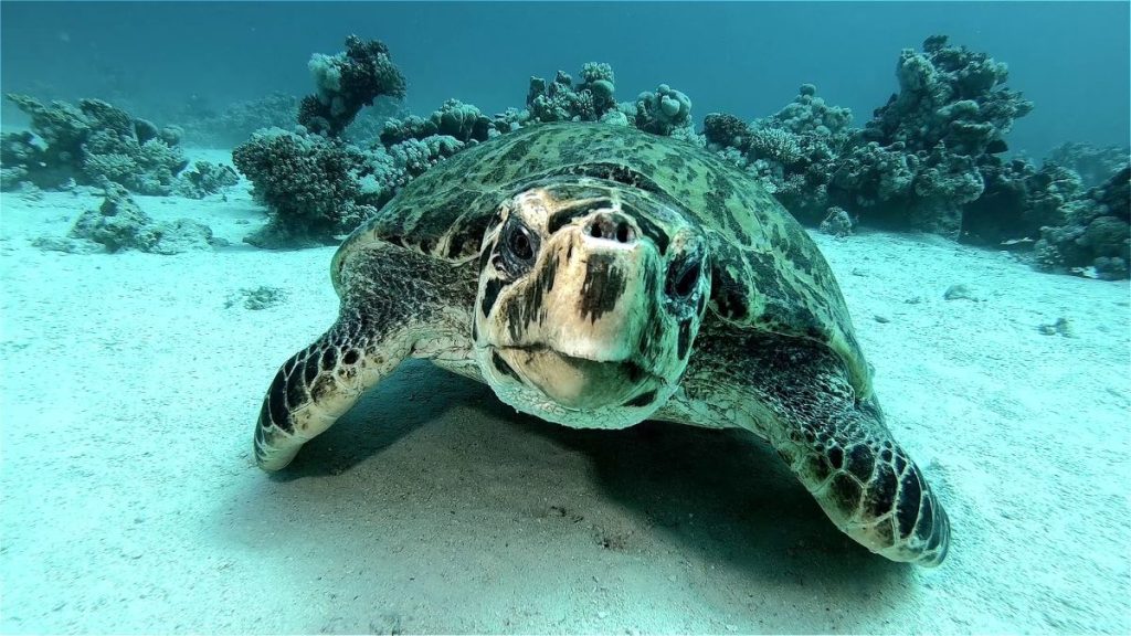 Underwater Video