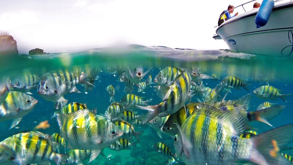 RAID Action Camera Course