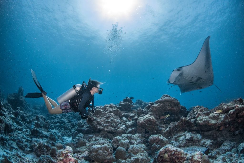 Manta Rays