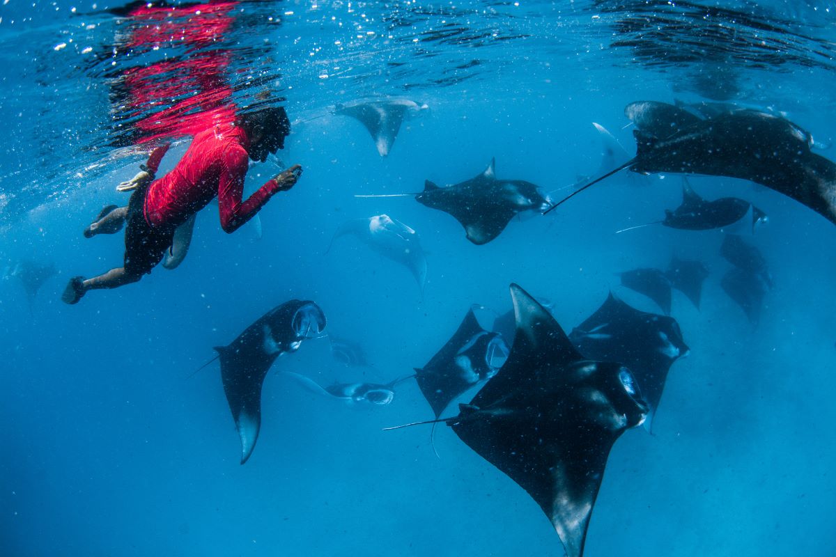 Manta Rays
