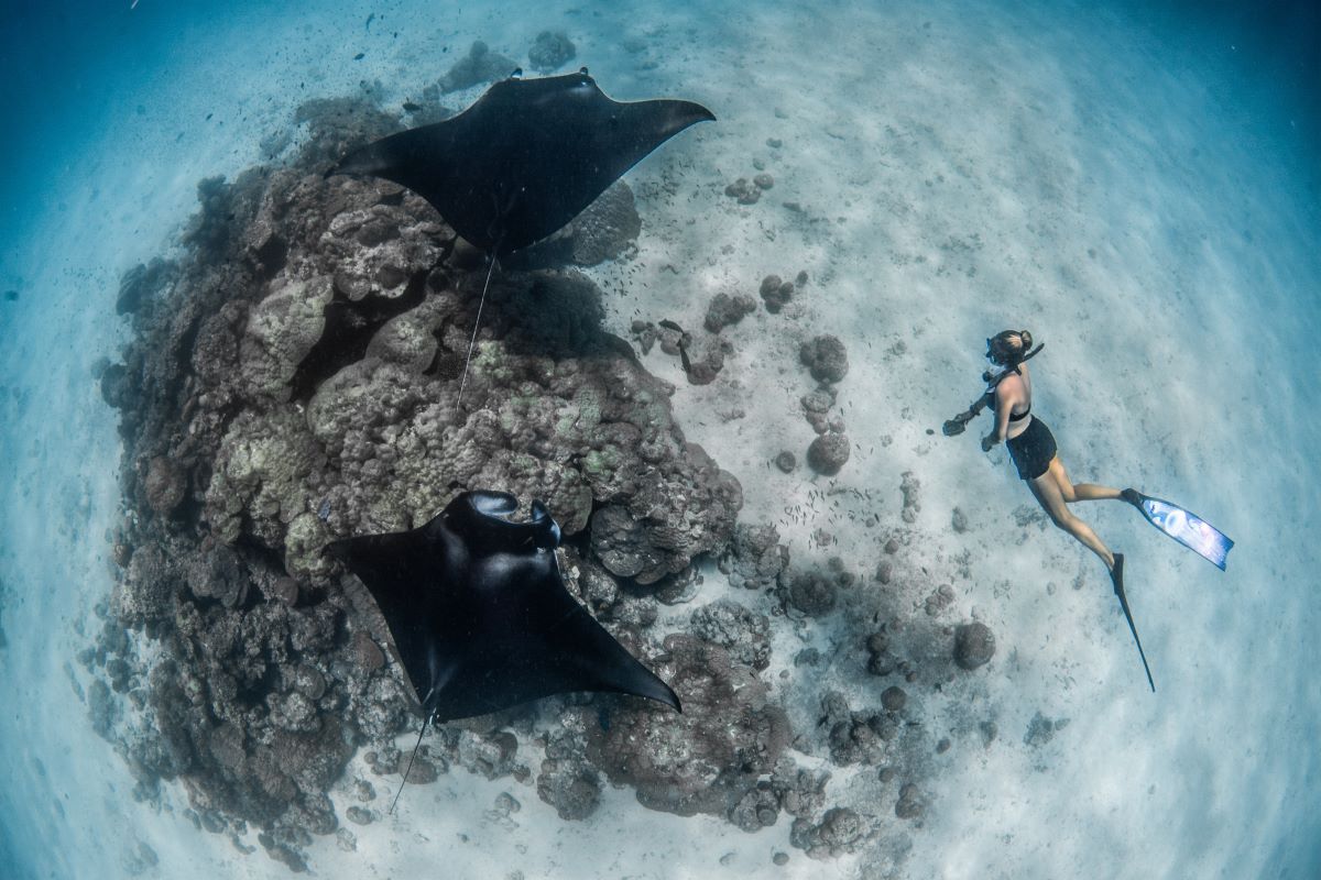 Manta Rays