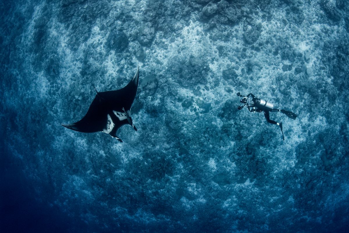 Manta Rays