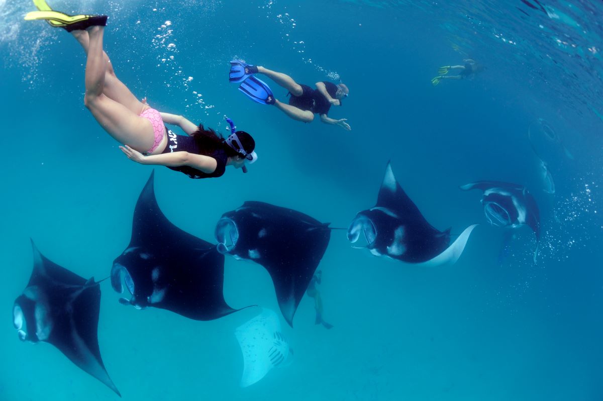 Manta Rays