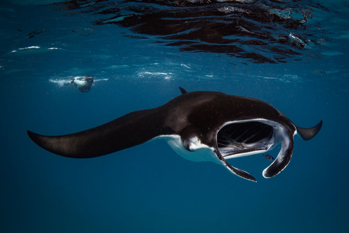 Manta Rays
