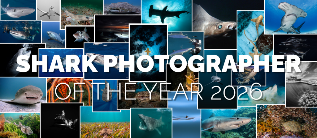 Shark Photographer of the Year