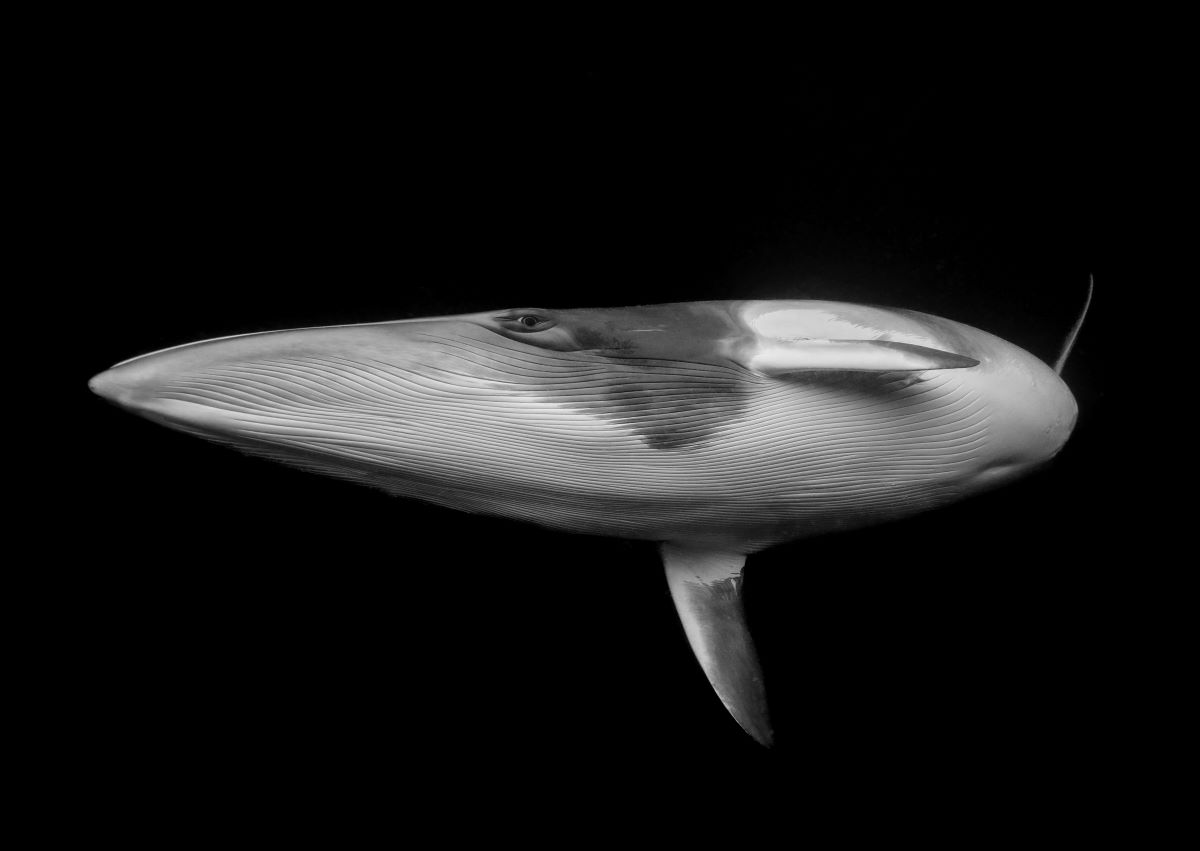 Underwater Awards Australasia