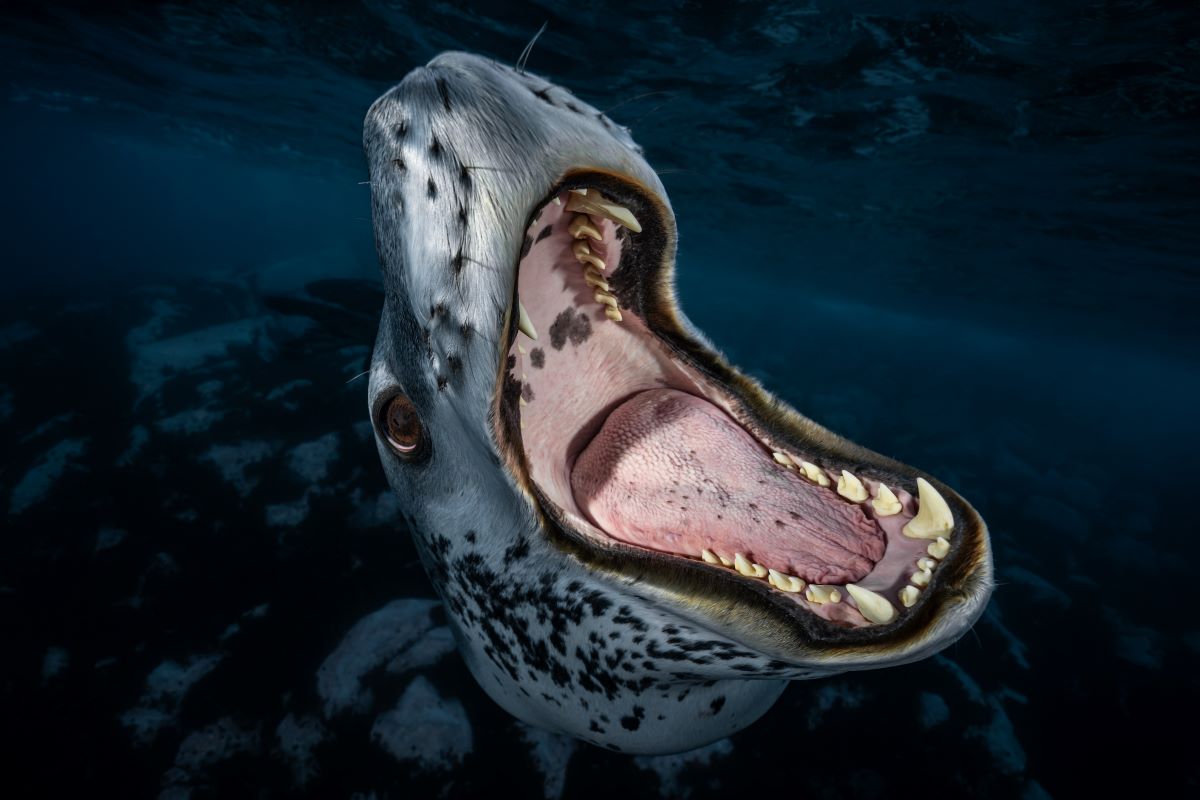 Underwater Awards Australasia