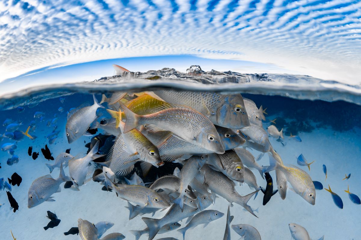 Underwater Awards Australasia