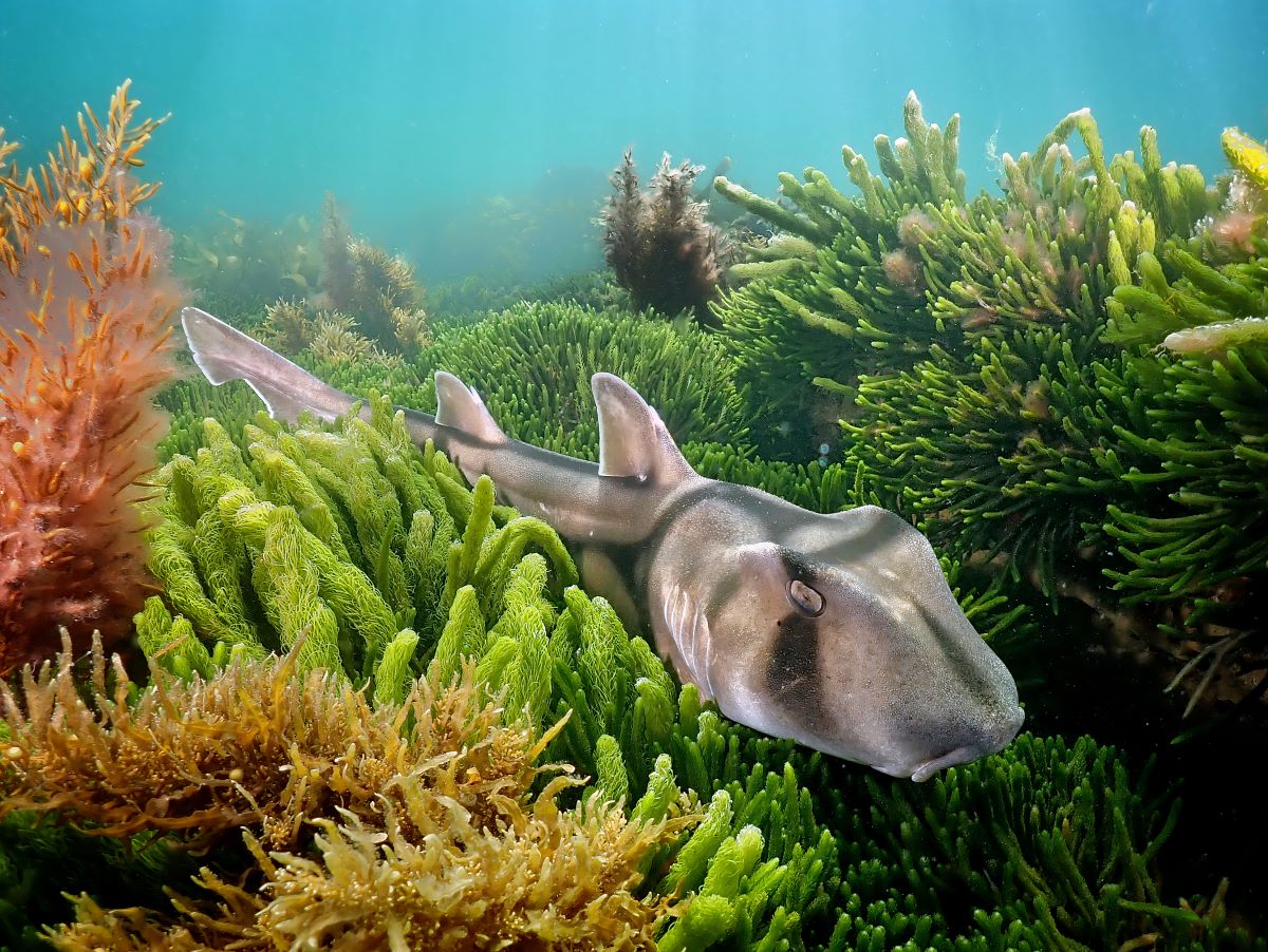 Underwater Awards Australasia