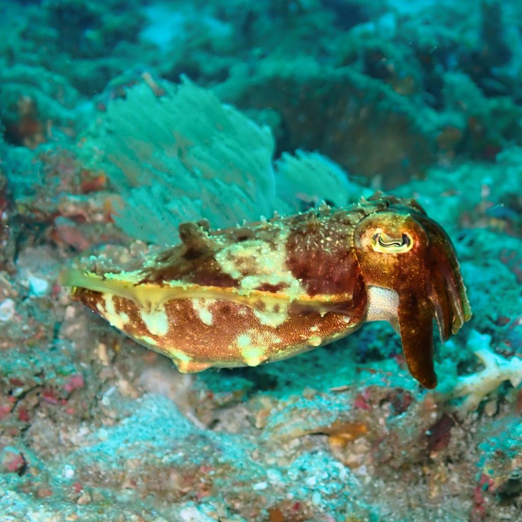 absolute scuba bali