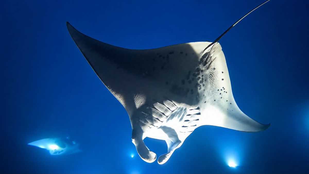 night diving