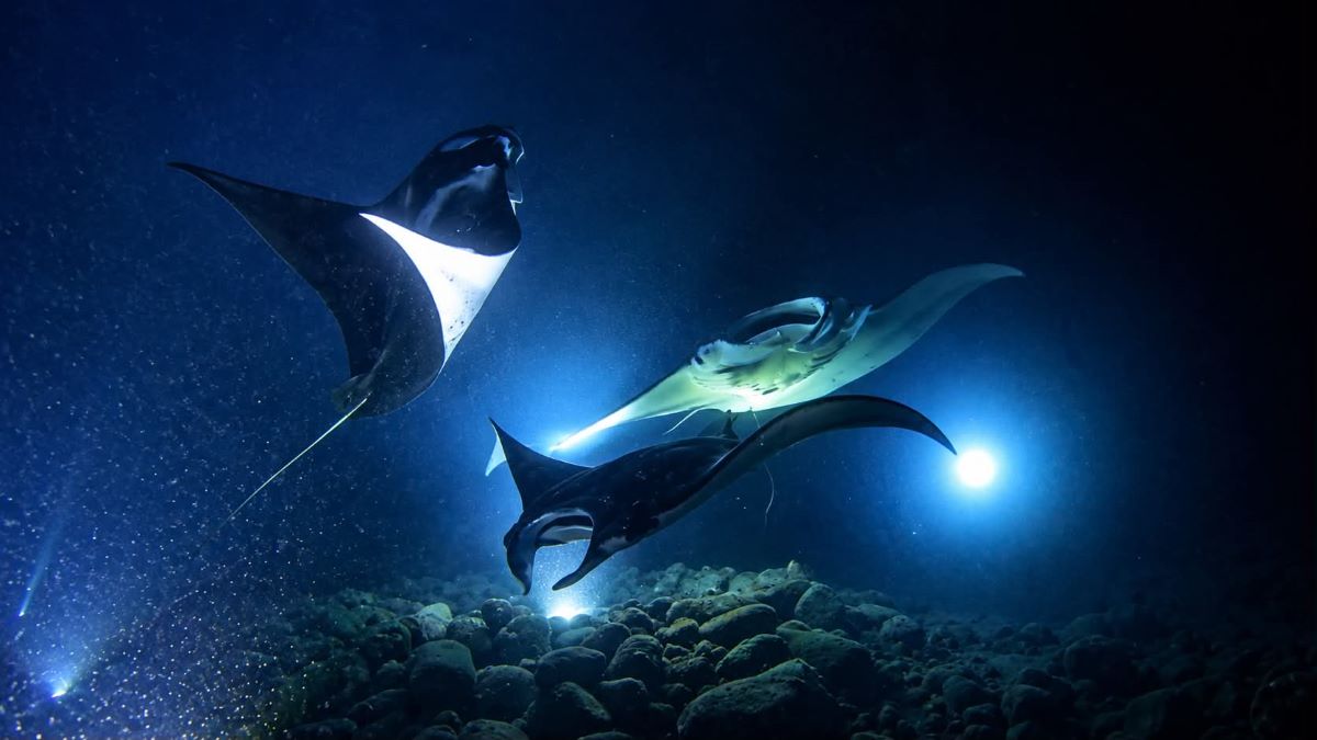 night diving