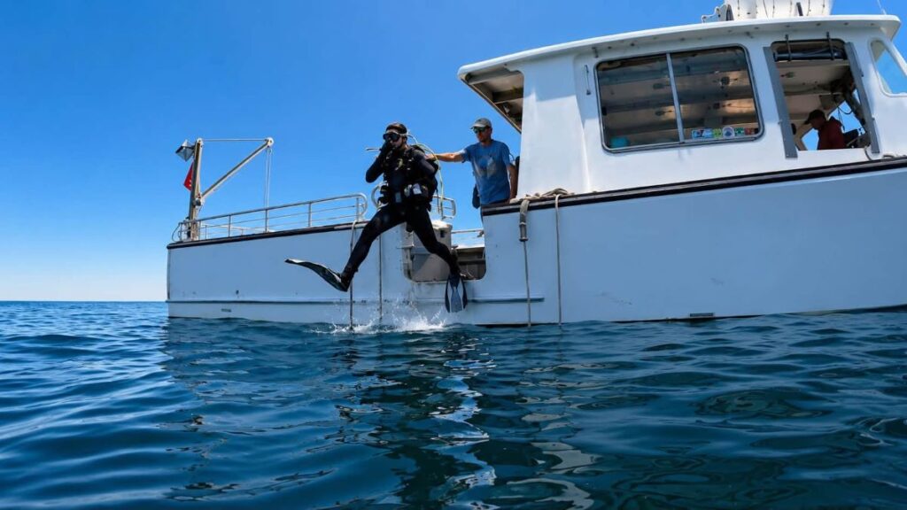 Diving with Seals