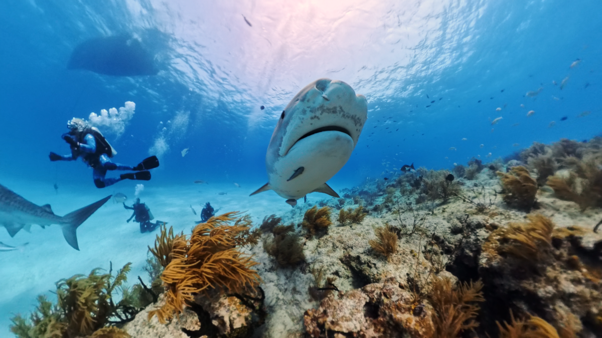 Insta360