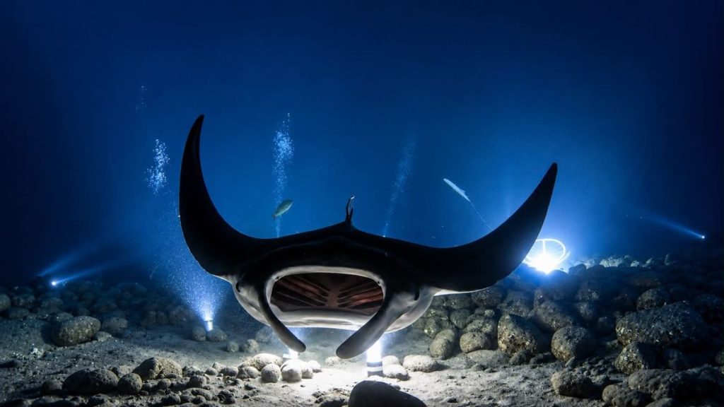 night diving