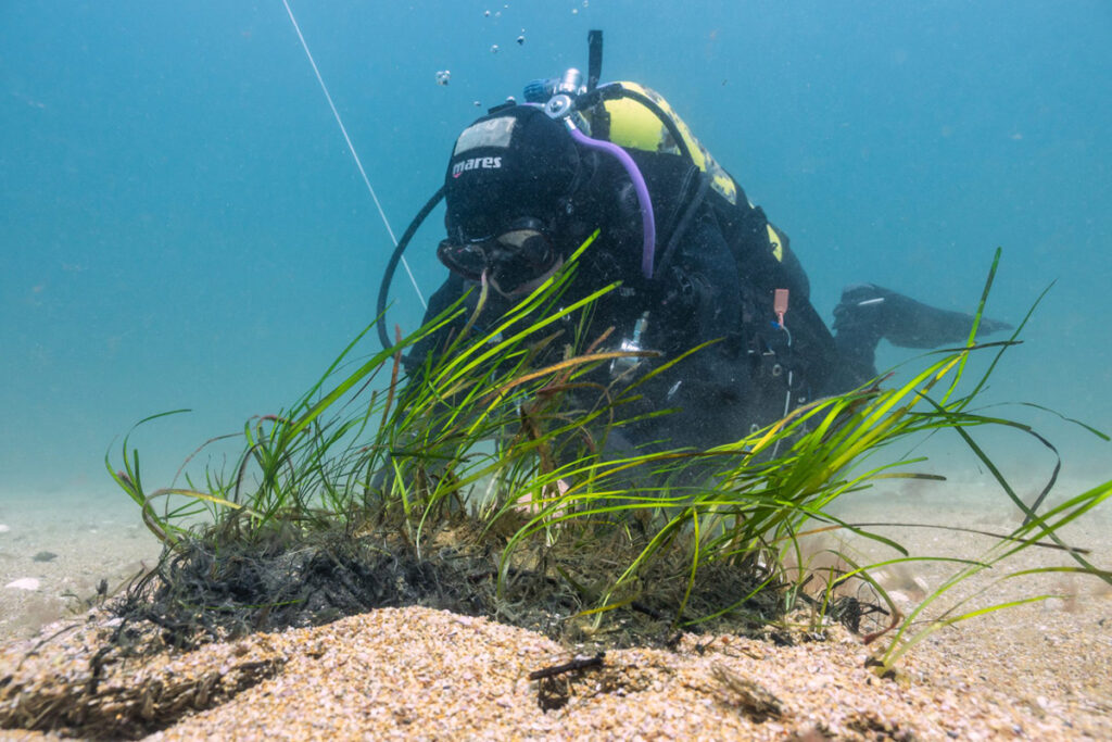 Seagrass