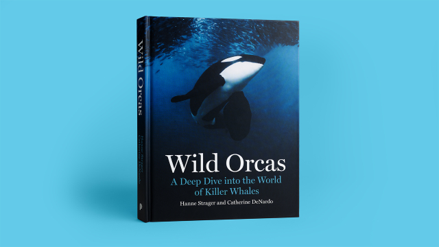Wild Orcas