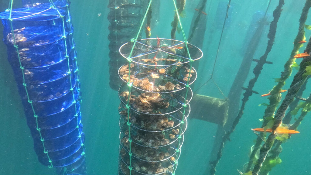 Floating Wind Turbine