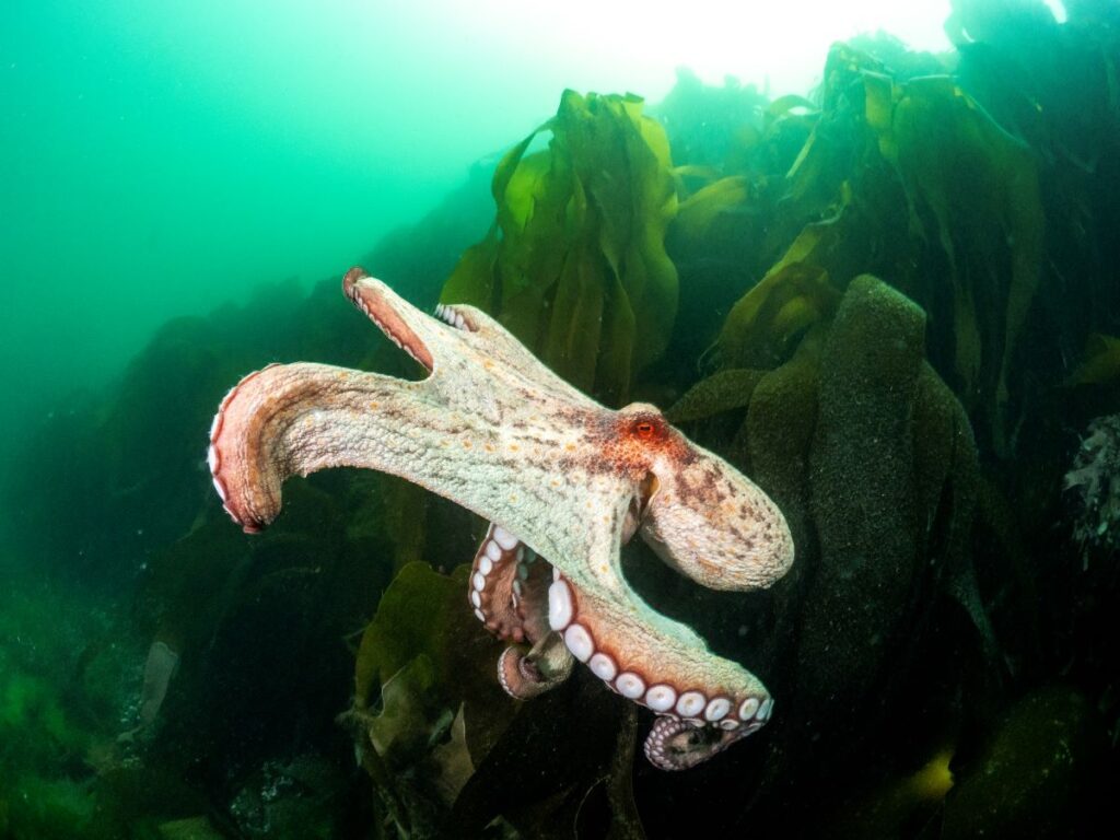 octopus