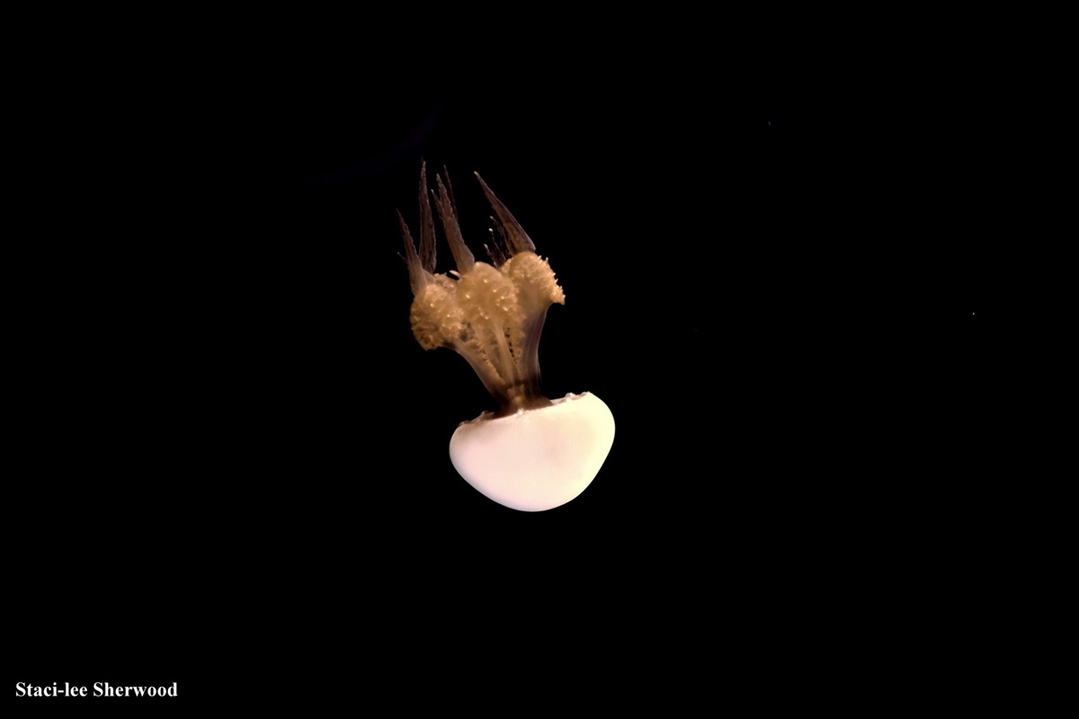 Jellyfish