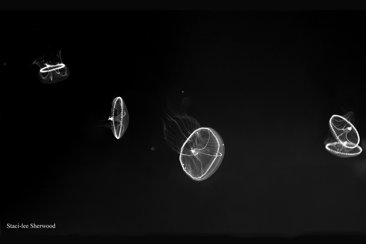 Jellyfish