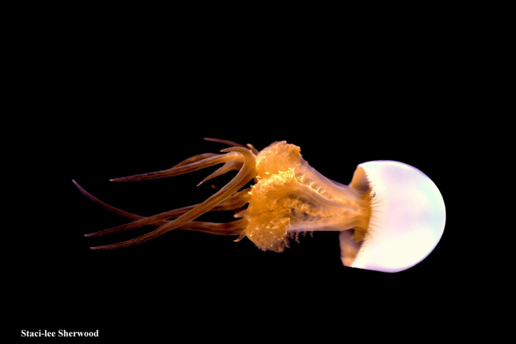 Jellyfish