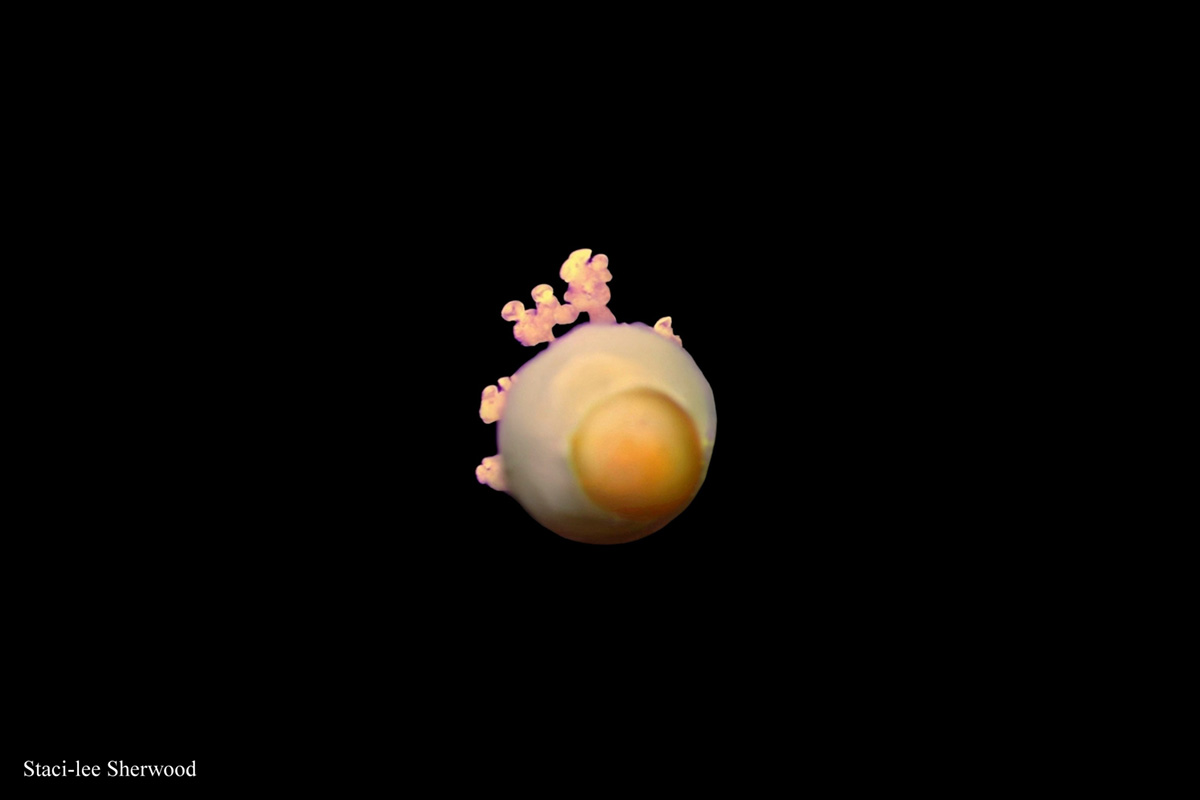 Jellyfish