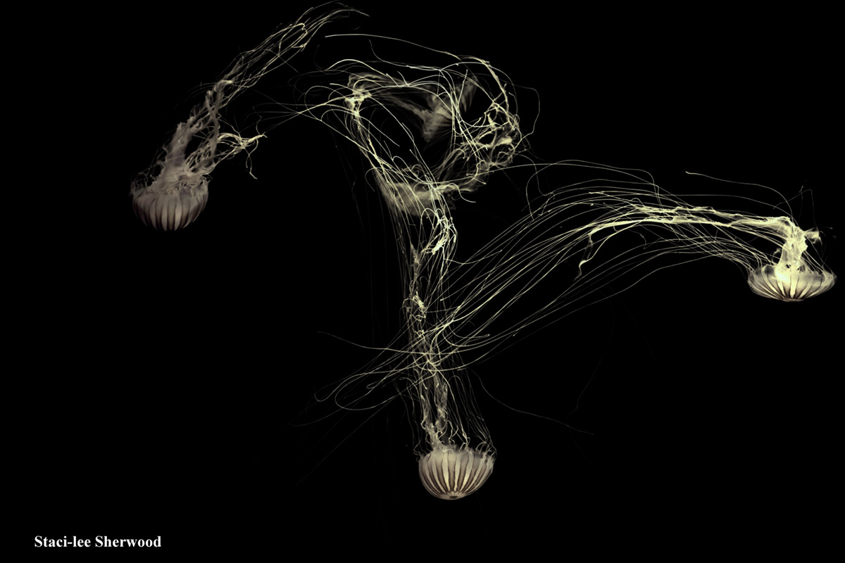 Jellyfish