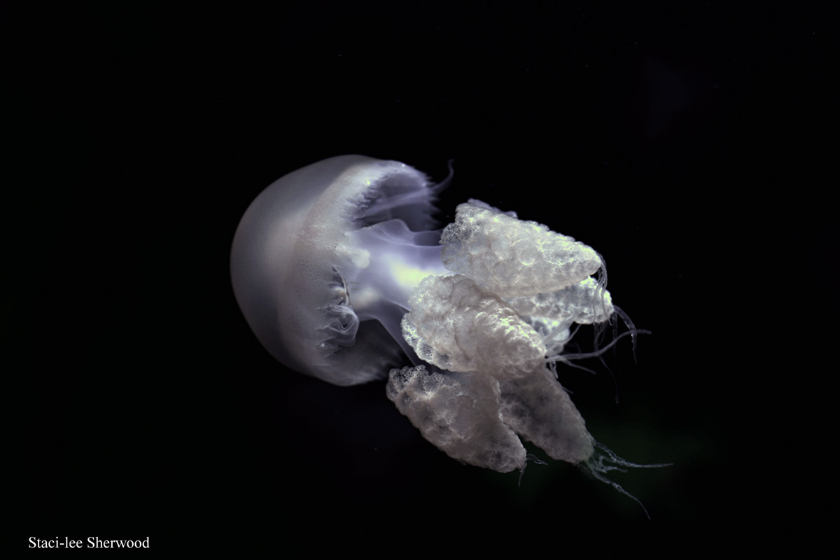 Jellyfish
