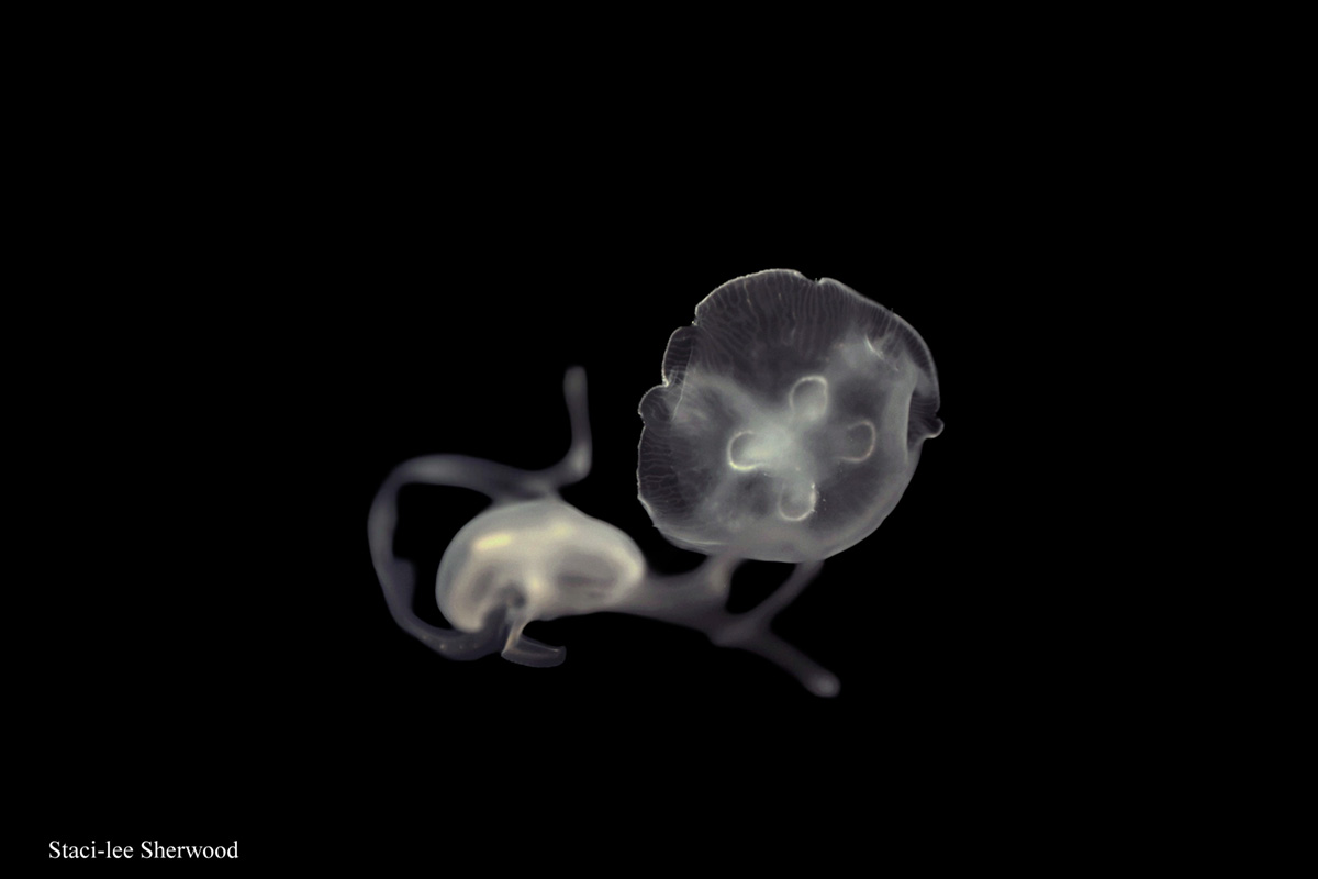 Jellyfish