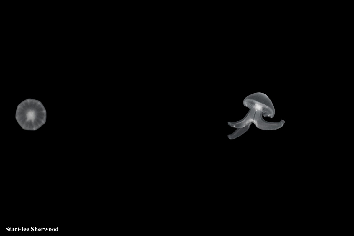 Jellyfish